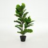 Flamant Fiddle Leaf Fig, Plant New